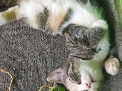 -喵店&猫咖
