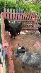 -萌宠亲子动物乐园(槐房万达店)