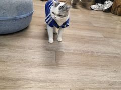 -柴迷FANS CLUB·柴犬狗咖·猫咖