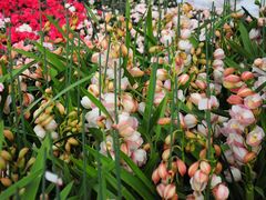 -三圣花乡旅游区