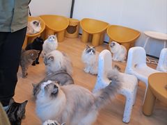 -有喵·猫咖·狗咖·30几只猫10只小狗(岗厦店)