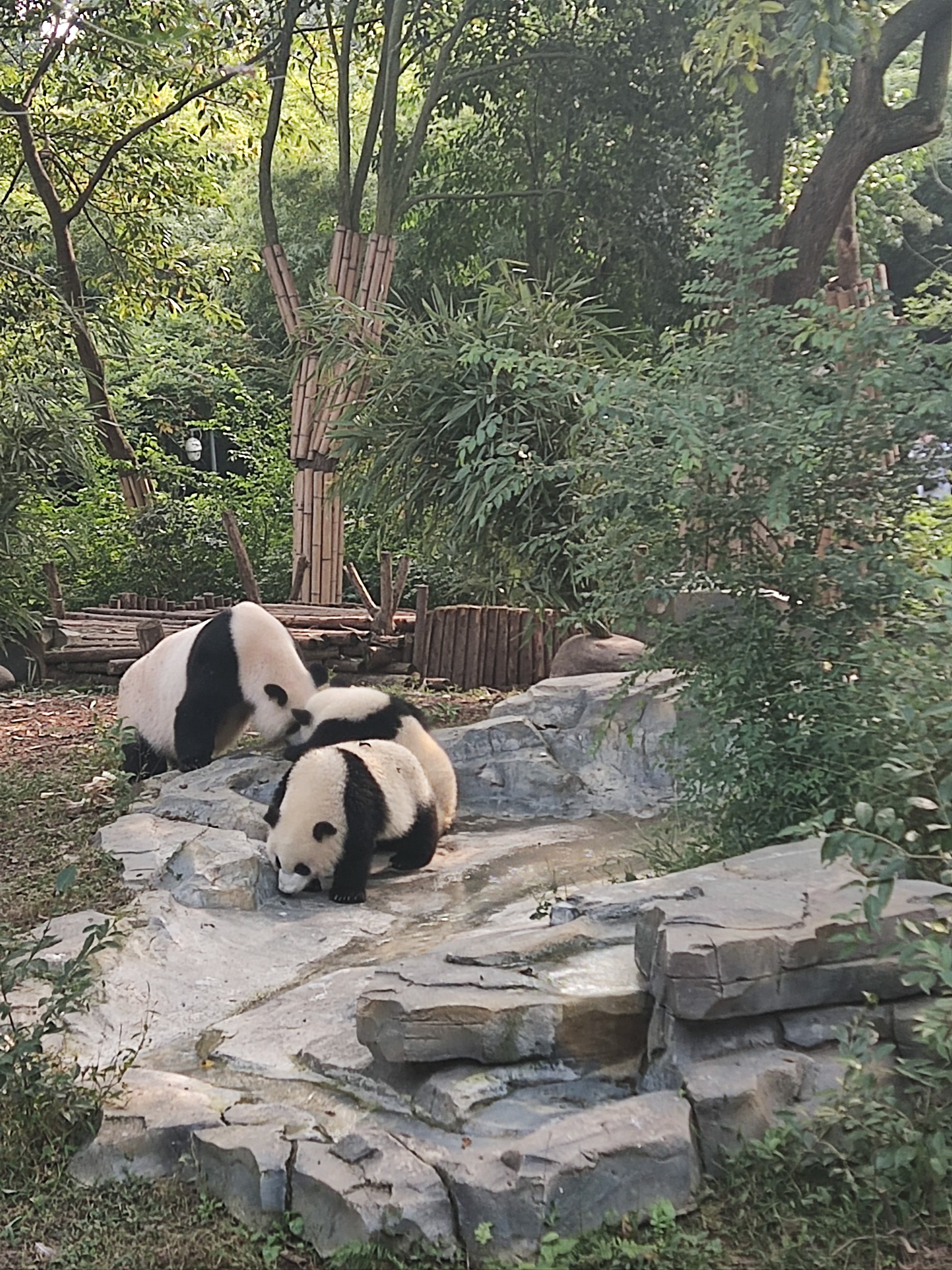 房山青龙湖镇熊猫基地图片