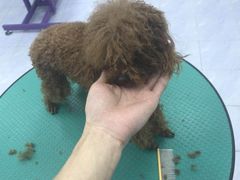 -欧奕国际动物医院