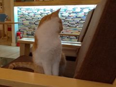 -猫的天空之城概念书店(丽江古城饮玉巷店)