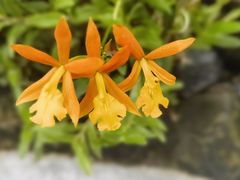 -新加坡植物园