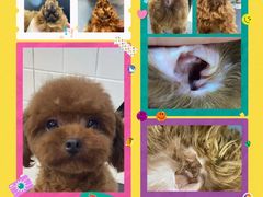 -Oh My Dog宠物沙龙(伊珊娜皮毛护理店)