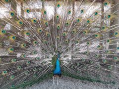 -南宫五洲植物乐园