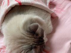-艾贝尔宠物医院·24H转诊中心·肿瘤猫专科(江宁双龙店)