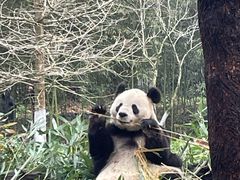 -都江堰中华大熊猫苑