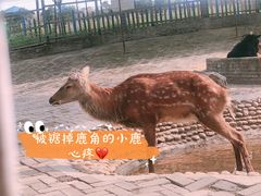 -武汉紫薇都市田园