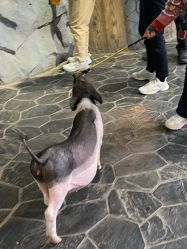 -Zoolung Zoolung动物主题公园(海信广场店)