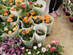 -双季花艺园艺市场(浦东店)