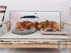 -柴源莊·柴小宠柴犬咖啡