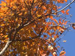 -北京西山国家森林公园