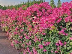 -上海辰山植物园