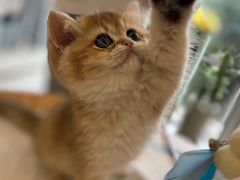 -柚子猫舍·精品猫舍购猫·猫咪认养·购宠·宠物店