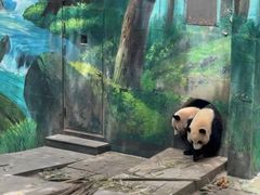 -中国大熊猫保护研究中心雅安碧峰峡基地