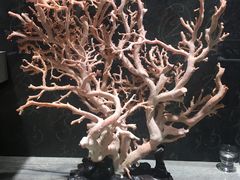 -东海珊瑚博物馆