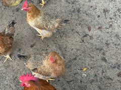 -三亚海棠湾万丽度假酒店