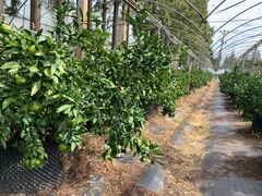 -前小桔亲子创意农场·草莓采摘·露营烧烤