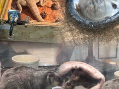 -more than meow吴止猫主题餐厅(承德 中船汇店)