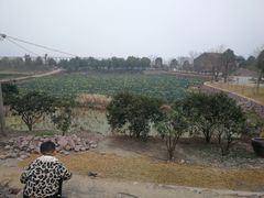 -蛇蟠岛