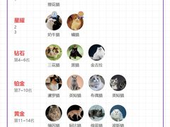 -翊宠yipet猫狗购宠庄园