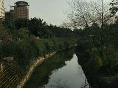 -神仙树公园