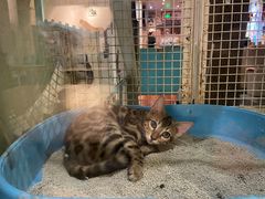 -猫小院猫主题咖啡厅(北锣店)