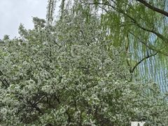 -海棠花溪(元大都城垣遗址公园)