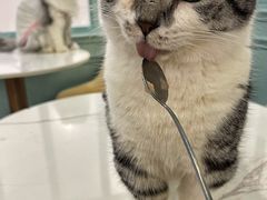 -安格丽娜·狗咖·猫咖羊驼咖(春熙路百盛商场店)
