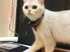 -猫色咖啡·猫咖