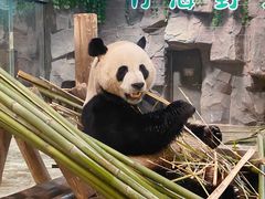 -栾川竹海野生动物园