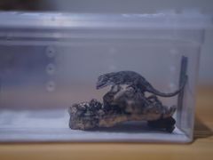 -酷以爬仙阁实体爬宠店·守宫·蜥蜴·专业繁育