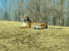 -北京野生动物园