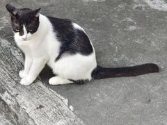 -大澳