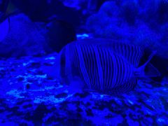 -上和臻品中国菜(花园街店)