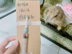 -北京观赏动物医院·24小时大型综合·猫专科·异宠专科