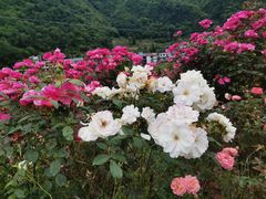 -镇坪县曙坪小学