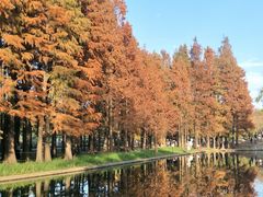 -上海共青森林公园