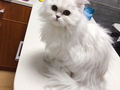 -美联众合宠物医院·爱萌分院·内外科·猫科中心