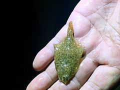 -那香海钻石沙滩浴场