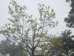 -南岳衡山风景名胜区-南岳大庙