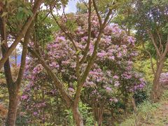 -梧桐山风景名胜区
