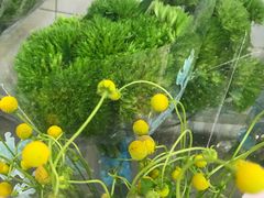 -溪岸路花鸟市场