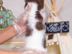 -小猫来了·猫舍(红山六九七九店)
