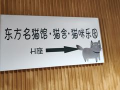 -东方名猫馆·英短金渐层布偶猫舍(环线广场1号楼店)