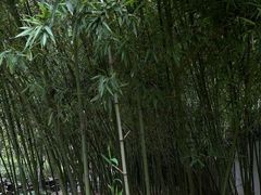 -秋霞圃