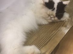 -共舞时光猫咖·狗咖(新街口店)