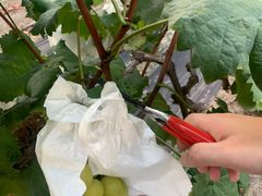 -马陆小张葡萄园农家乐